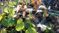 Epimedium 'Mandarin Star'